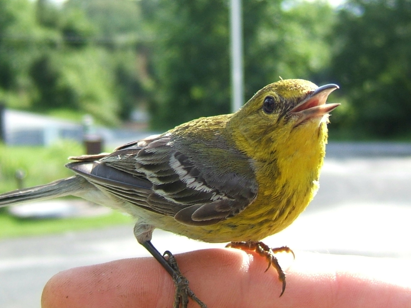 Warbler Bird