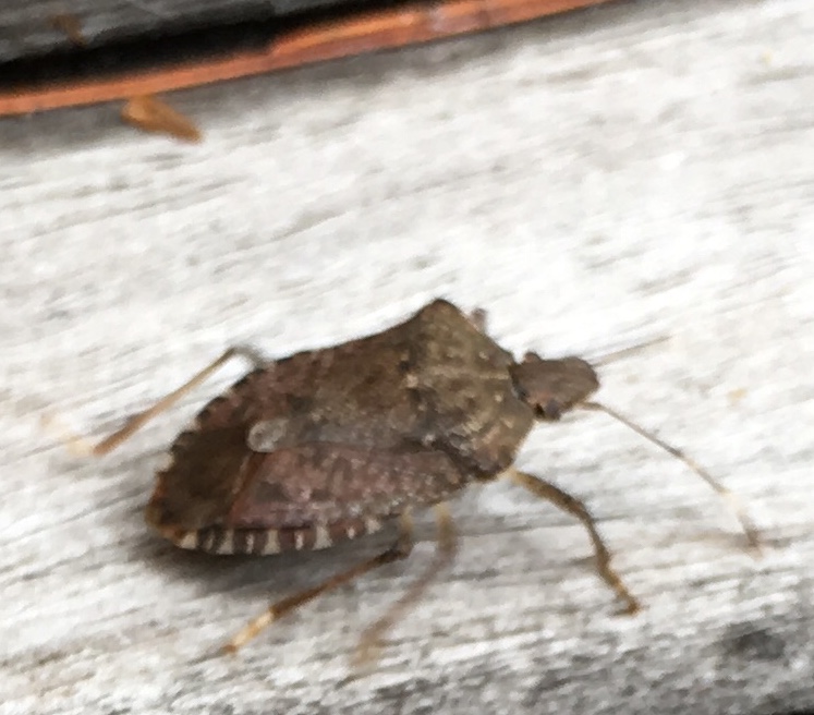A Bug by Any Other Name