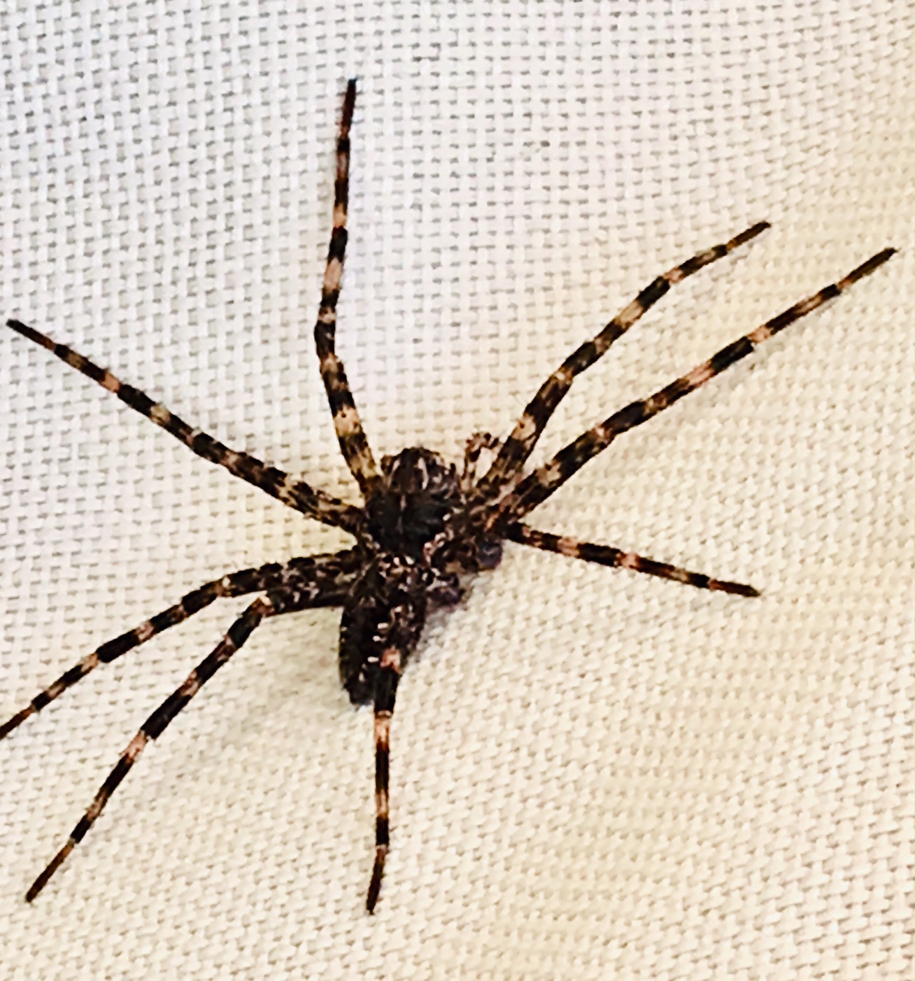 The First Big Spider