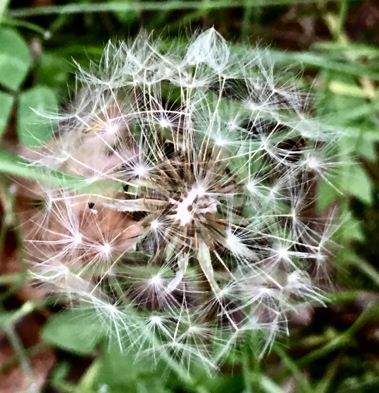Blow Away Dandelion