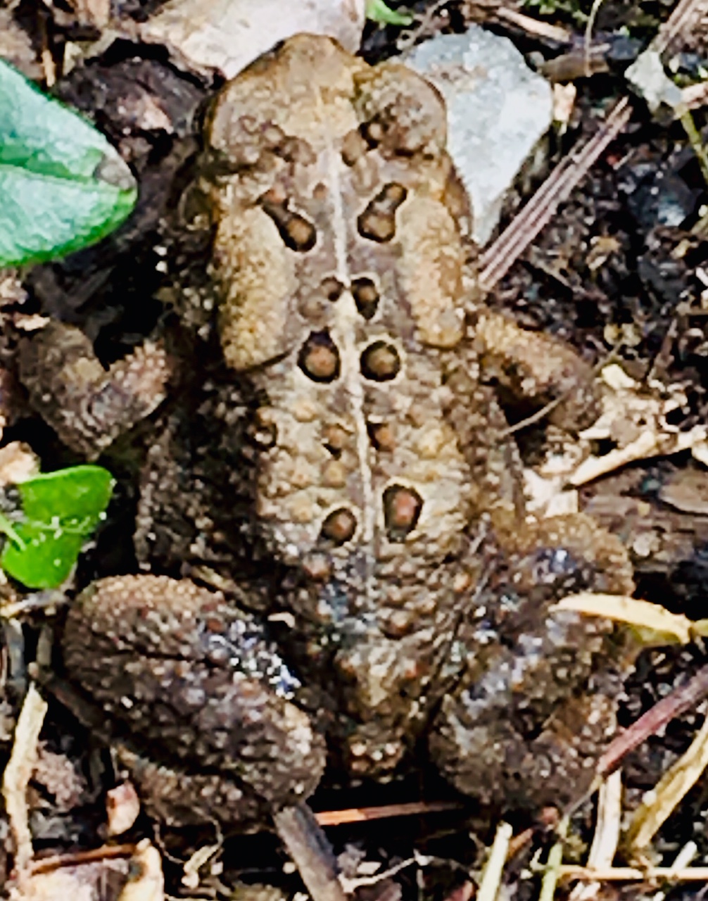Don’t Hurt the Toad