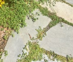A Garden Harmonizer
