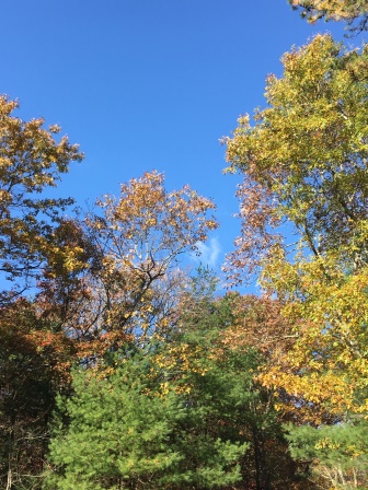 Until the Last Leaf Falls