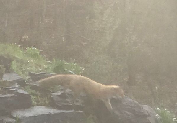 Welcome, Little Foxes