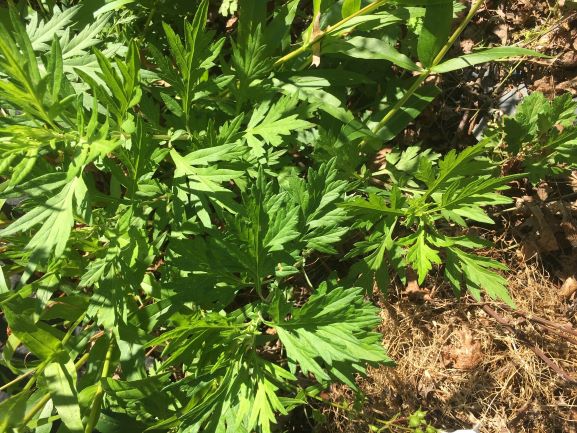 Meet My Daughter, Mugwort