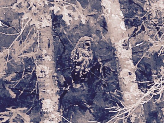 Who Says Hoot?
