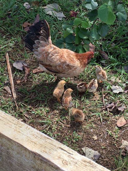 Chicken of the Forest
