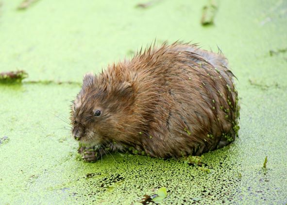 Muskrat Love