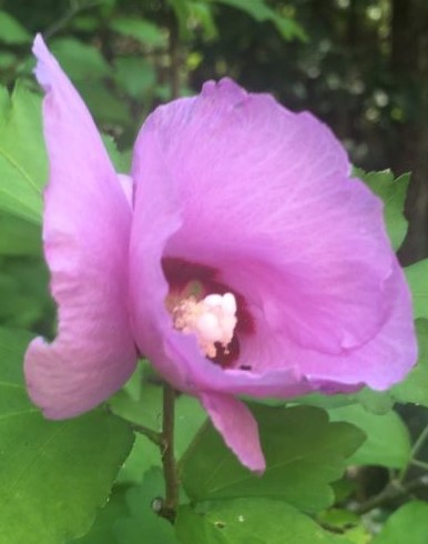 Rosasharn