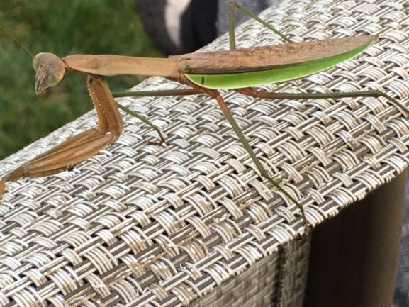 Mantis at Work