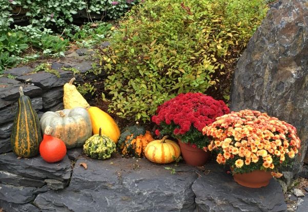 Labradoodle Gourds