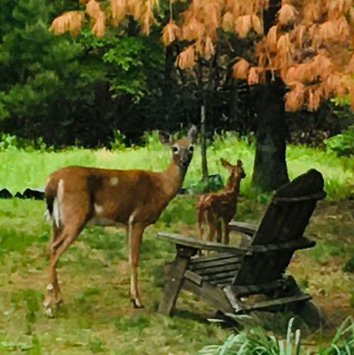 Deer Season