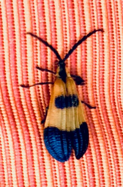 Beetle Mania