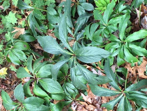 One Tough Plant