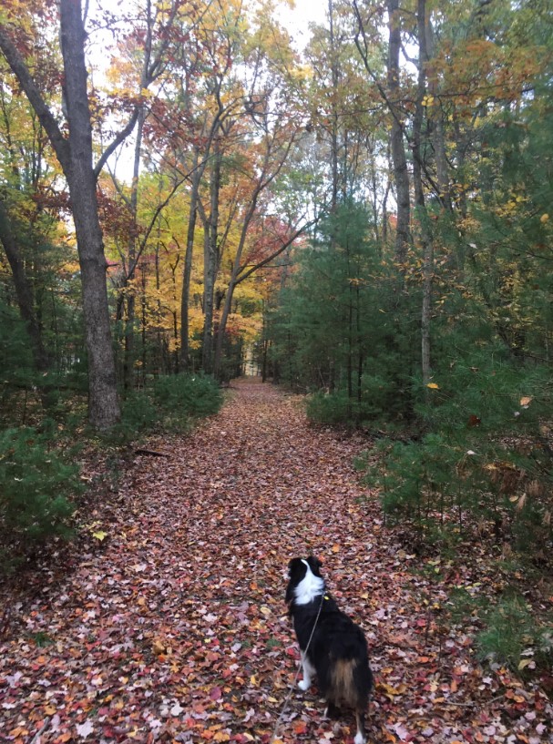 Forest Therapy