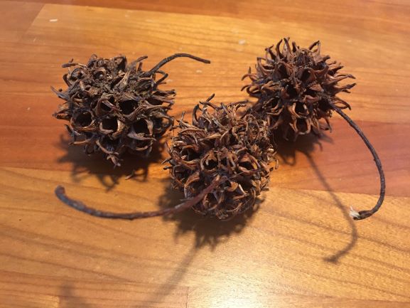 A Tree for One Season