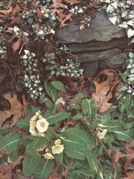 My False Spring