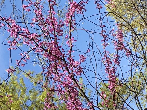 It Blooms for Thee